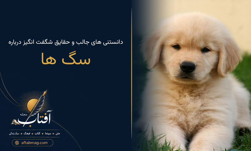 دانستنی های جالب درباره سگ ها 🐶 / حقایق شگفت‌انگیز و خواندنی درباره سگ‌ها