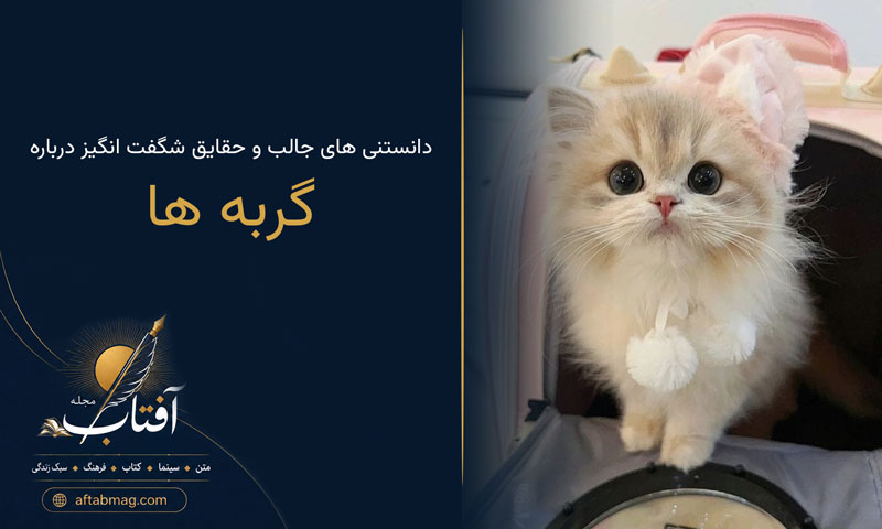 دانستنی‌های جالب درباره گربه‌ها 🐈؛ ۲۰ حقیقت شگفت‌انگیز و خواندنی درباره گربه‌ها
