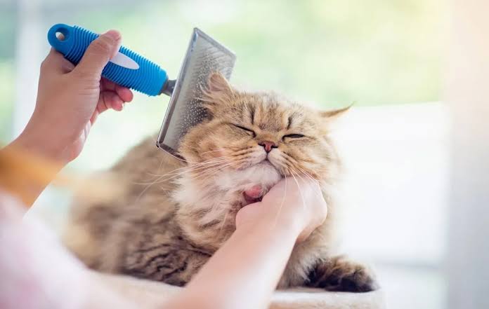 کدام نژادهای گربه بیشتر ریزش مو دارند؟