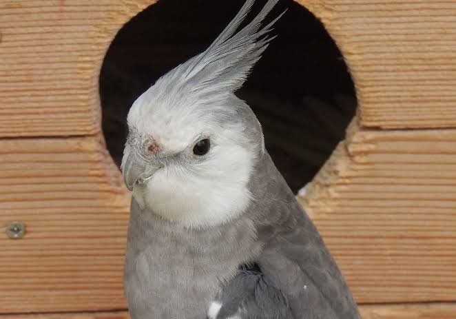 عروس هلندی خاکستری (Normal Grey)