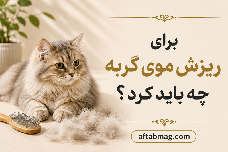 برای ریزش موی گربه چه باید کرد؟ علت‌ها، راه‌های کاهش ریزش مو و مراقبت از گربه