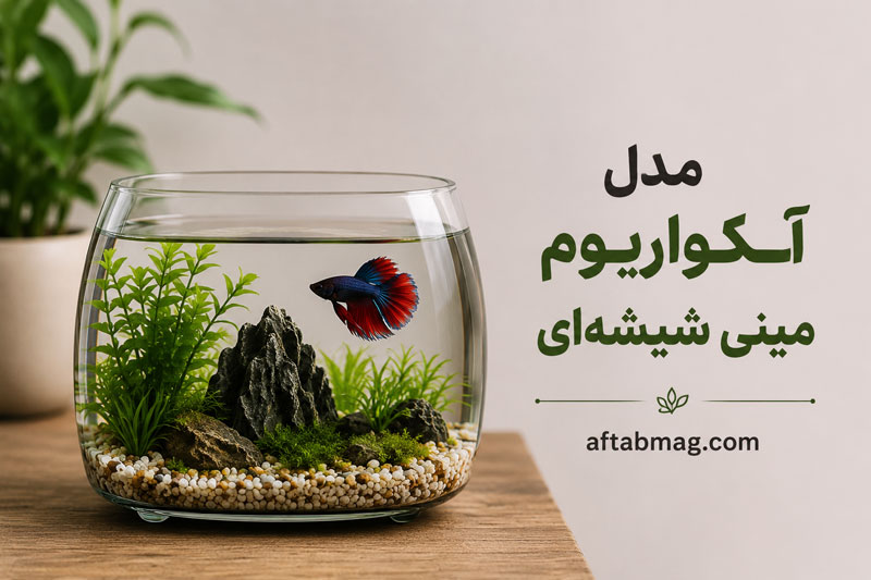 مدل آکواریوم مینی شیشه‌ای | جدیدترین ایده‌های آکواریوم کوچک و دکوراتیو