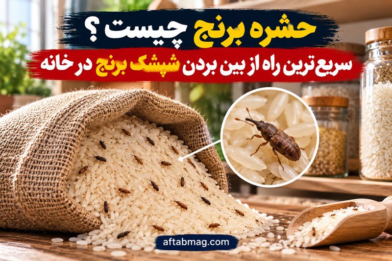 حشره برنج چیست؟ سریع‌ترین راه از بین بردن شپشک برنج در خانه